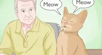 Tell if Your Cat Wants Another Cat