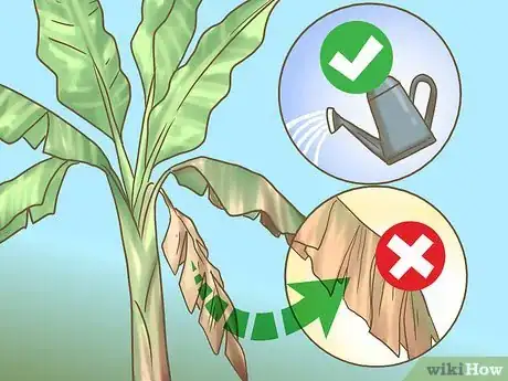 Image titled Prune Banana Trees Step 2