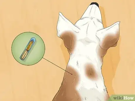 Image titled Prepare a Dog for Air Travel Step 7