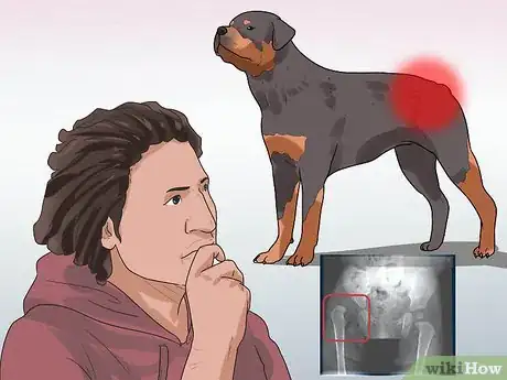 Image titled Diagnose Dysplasia in Rottweilers Step 12