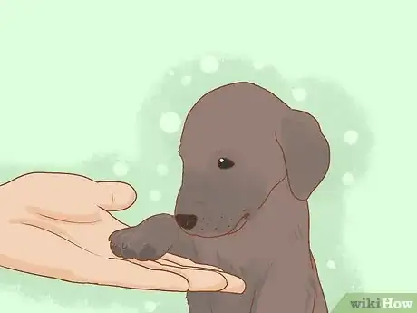 Image titled Stop a Puppy from Eating Stones Step 13