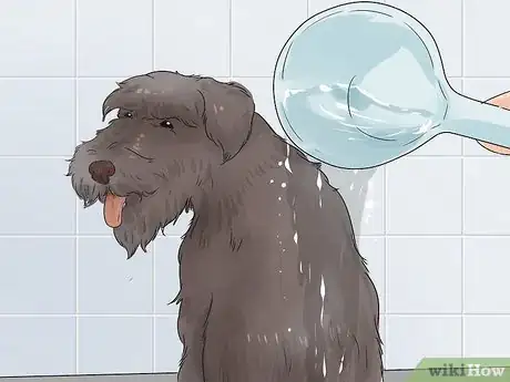 Image titled Bathe a Schnauzer Step 10