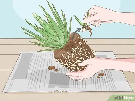 Image titled Transplant Aloe Vera Step 10