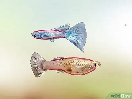 Image titled Identify Male and Female Guppies Step 1