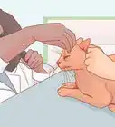 Know if Your Cat Is Afraid of Something