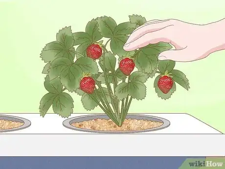 Image titled Grow Hydroponic Strawberries Step 20