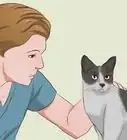 Remove Cat Urine Smell