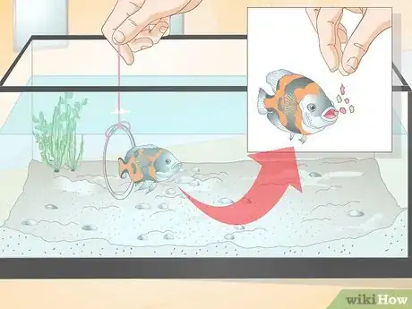 Image titled Train Your Fish to Do Tricks Step 7