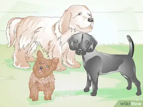 Image titled Brush Your Dog Step 10