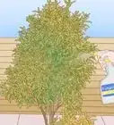 Grow Lemon Myrtle