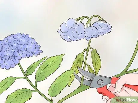 Image titled Cut Hydrangea Blooms Step 10