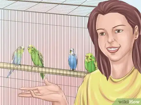 Image titled Choose a Good Budgie Step 2