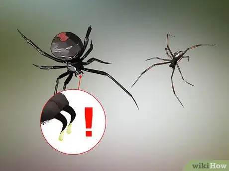 Image titled Identify a Redback Spider Step 3