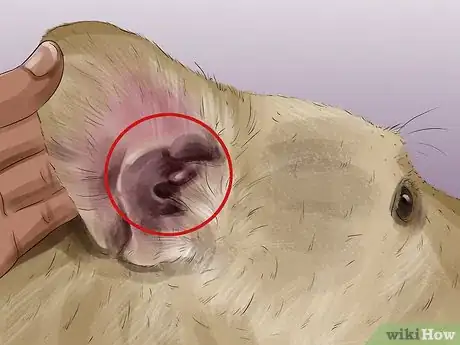 Image titled Diagnose Canine Ear Infections Step 5