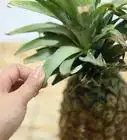 Cut a Pineapple