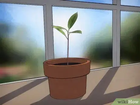 Image titled Grow an Avocado Tree Step 6