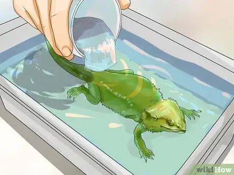 Image titled Give a Bearded Dragon a Bath Step 6