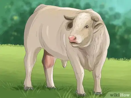 Image titled Identify Charolais Cattle Step 7