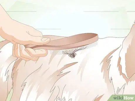 Image titled Brush Your Dog Step 20