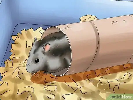 Image titled Care for a Russian Dwarf Hamster Step 12