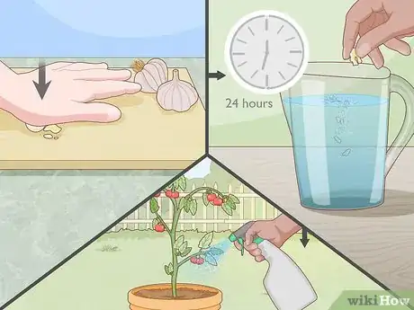 Image titled Prevent Spider Mites on Tomato Plants Step 3