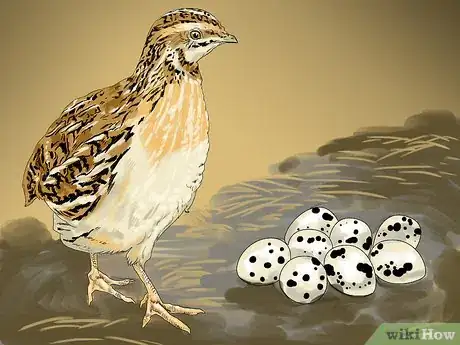 Image titled Raise Quail Step 4