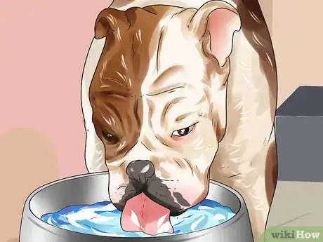 Image titled Train Bulldogs Step 12