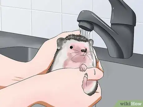 Image titled Clean Hedgehog Quills Step 9