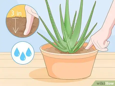 Image titled Prevent Aloe Vera Leaves from Turning Brown Step 2