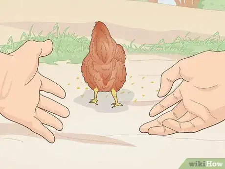 Image titled Catch a Chicken Step 5