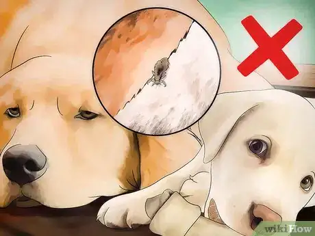 Image titled Get Rid of Dog Lice Step 8