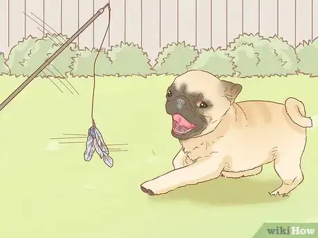 Image titled Identify a Pug Step 10