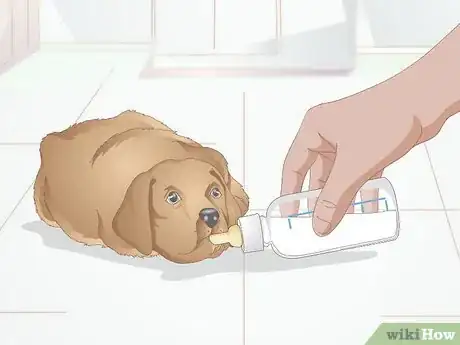 Image titled Safely Formula Feed Puppies Step 8