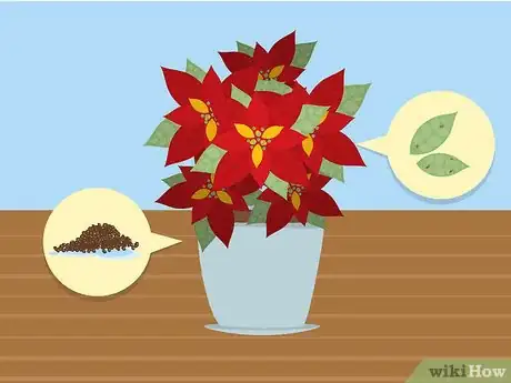 Image titled Care for Poinsettias Step 3