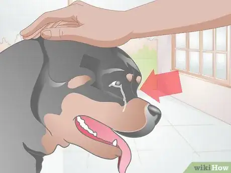 Image titled Clean Gunk from Your Dog's Eyes Step 3