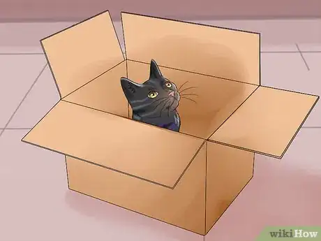 Image titled Move with a Cat Step 5