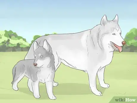 Image titled Train and Care for Your New Siberian Husky Puppy Step 13