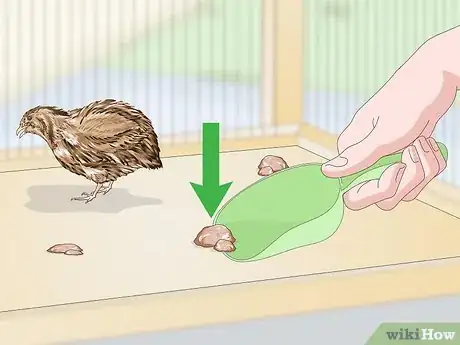 Image titled Treat Diarrhea in Button Quail Step 15