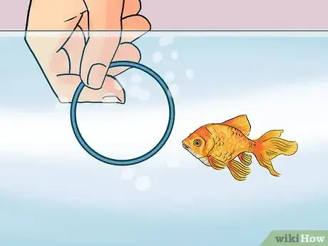 Image titled Train Goldfish Step 11