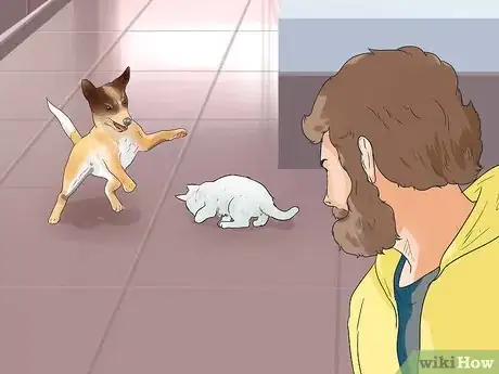 Image titled Make Your Dog Like Your Cat Step 19