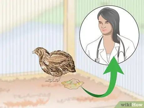 Image titled Treat Diarrhea in Button Quail Step 2