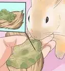 Feed Your Rabbit the Right Greens