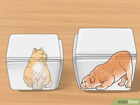 Image titled Make Your Dog Like Your Cat Step 12