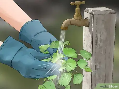 Image titled Grow Water Chestnuts Step 12