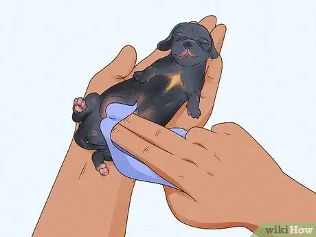 Image titled Care for Newborn Puppies Step 37