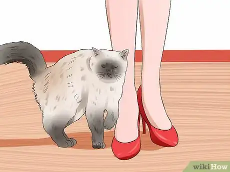 Image titled Identify Birman Cats Step 6