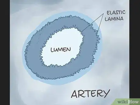 Image titled Tell the Difference Between Arteries and Veins Step 11