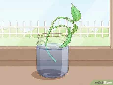 Image titled Propagate a Golden Pothos Step 4