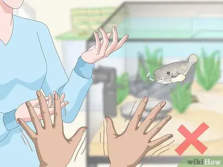 Image titled Purchase and Care for a Puffer Fish Step 3