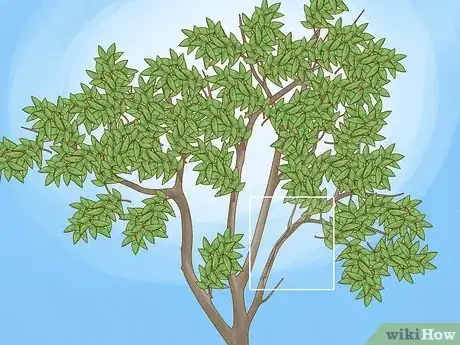 Image titled Prune Guava Trees Step 1